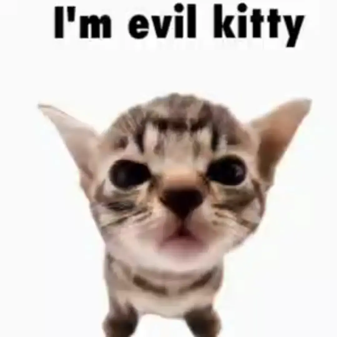 Evil kitty